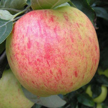 Яблоня Яблочный спас 4-х летка Tim 