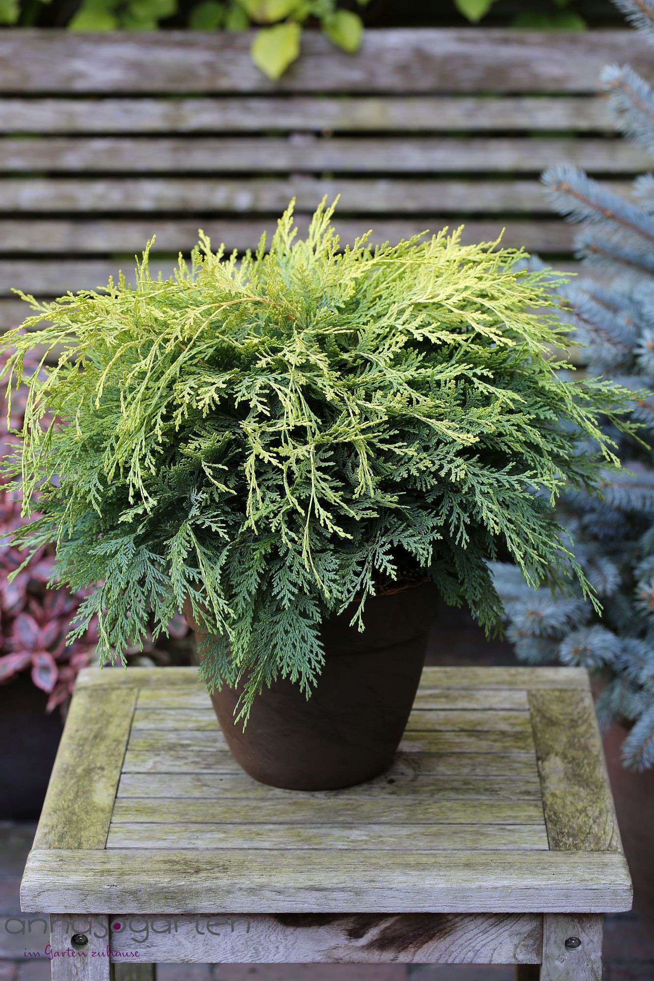 Кипарисовик лавсона Санкист v2 Lav 