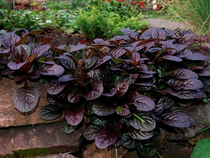 Живучка ползучая Махагони, Mahagony,d12,XP 