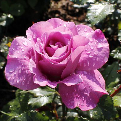 Роза полиантовая Шокин Блю v5-10 Tim - Fr 