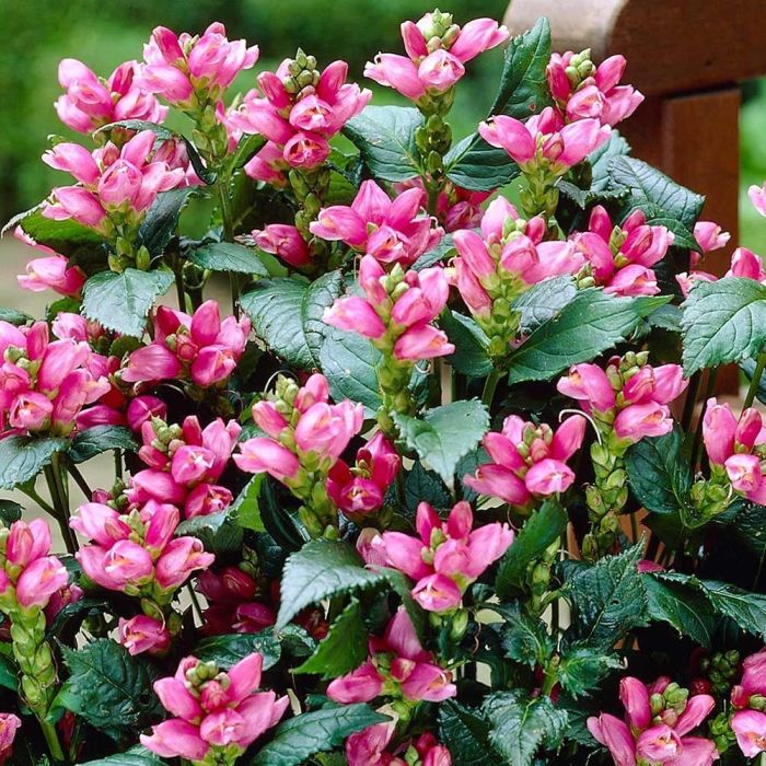 Хелоне v1,5 Push 