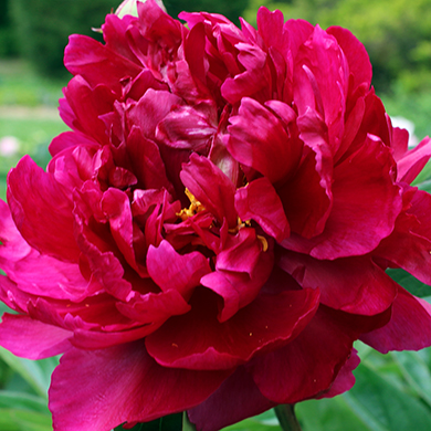 Пион Адольф Руссо v5 Tim 