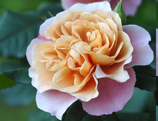 Роза парковая Дистант Драмс  в коробке ЦО 