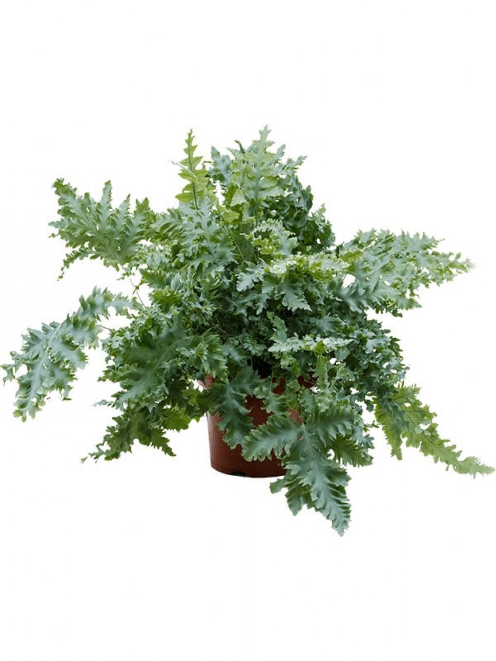 Флебодиум золотистый Давана d12 h35 