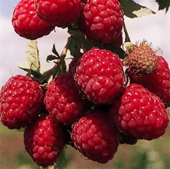 Малина Метеор, красная Р9 Tim-FT 