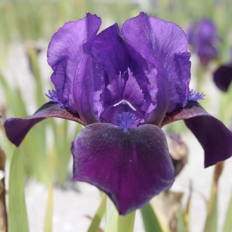 Ирис карликовый Литл Шедоу v2 Tim 