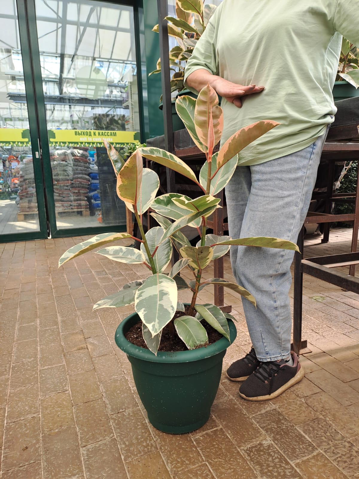 Фикус эластика 2 ствола d45 h80-100 Tim 