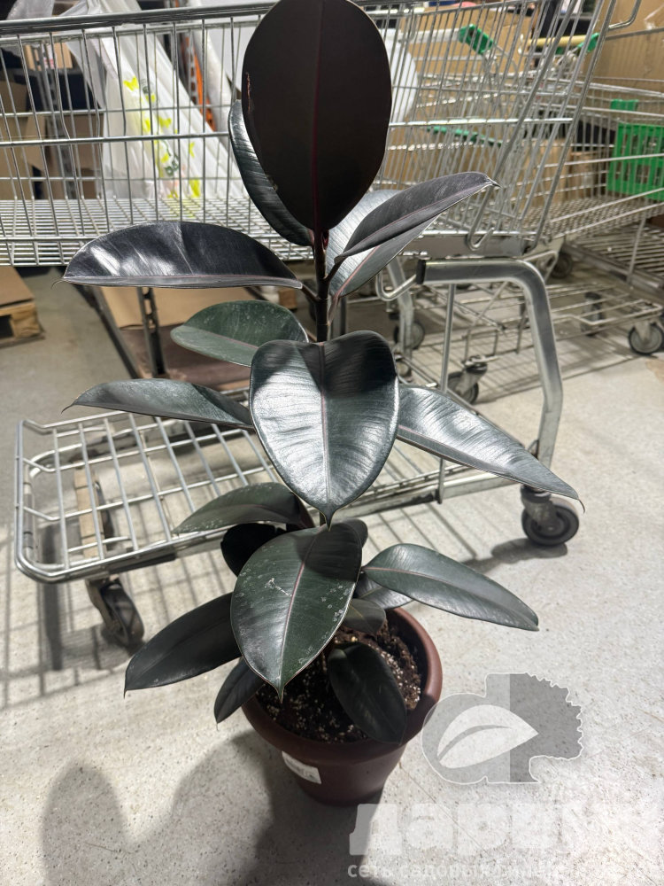 Фикус эластика 1 ствол d30 h80-100 Tim