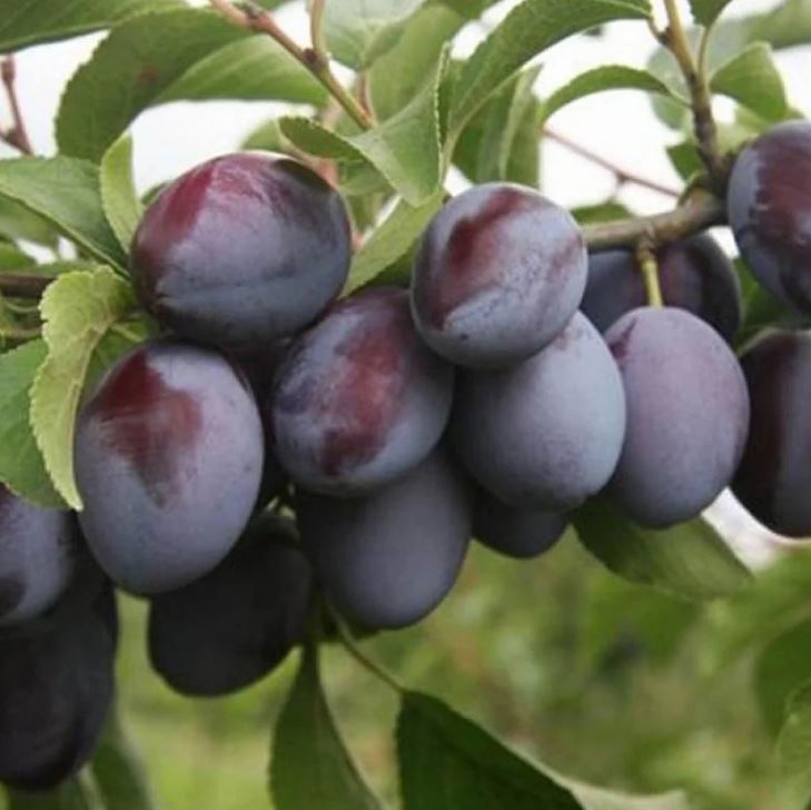 Слива Богатырская С7,5 120-140 ЦО 