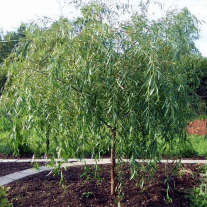 Ива декоративная Плакучий Гном v10 150-170 Sav 