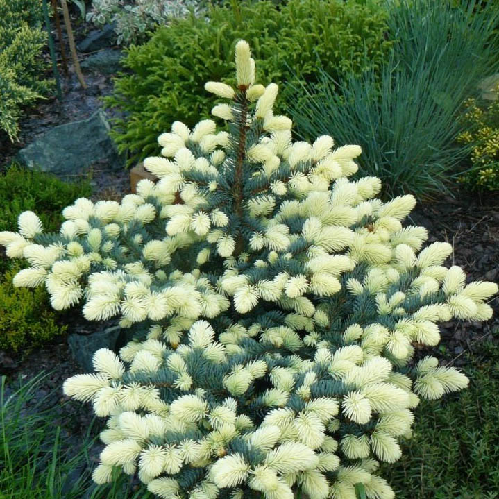 Ель колючая Белобок 60-80 Bl по цене  Ель колючая Белобок 60-80 Bl