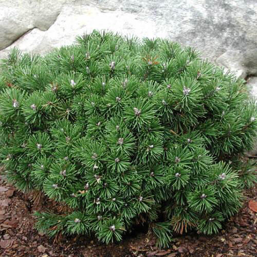 Сосна горная Мопс 20-30см 