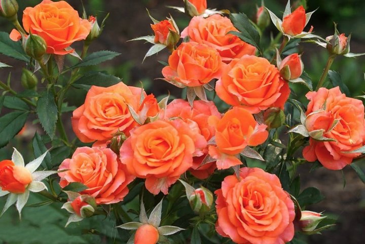 Роза спрей Кинг Бабблс v5 Lav 