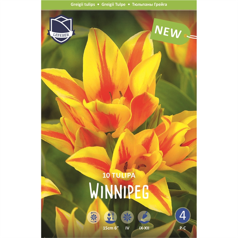 Луковица Тюльпан Виннипег 11/12, 10 шт/уп 