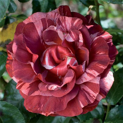 Роза плетистая Брауни в коробке ЦО 