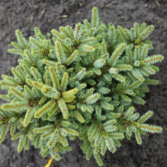 Ель глена Читосемару 15-20 KG 