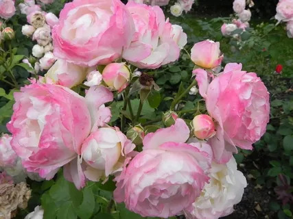 Роза Флорибунда Андре Брише в коробке Биосфера 