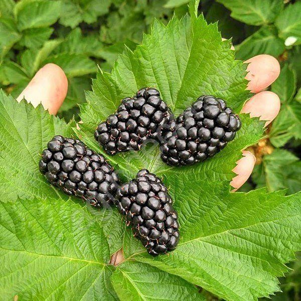 Ежевика Прайм Арк Тревелер в коробке, Tim по цене  Ежевика Прайм Арк Тревелер в коробке, Tim