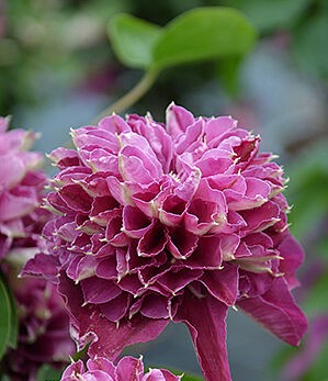 Клематис Хот Лав v2 CL 