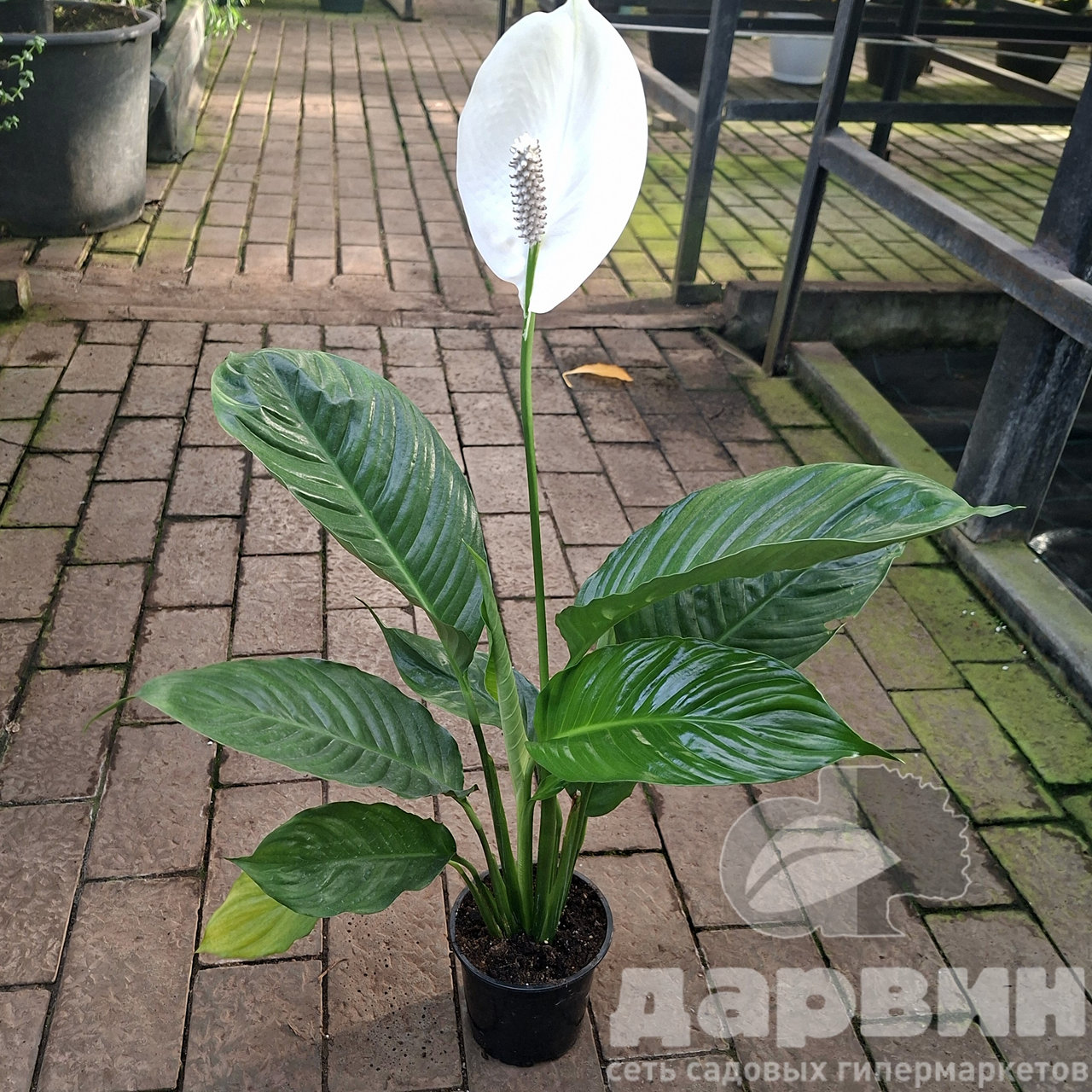 Спатифиллум д12 тим (3) marked