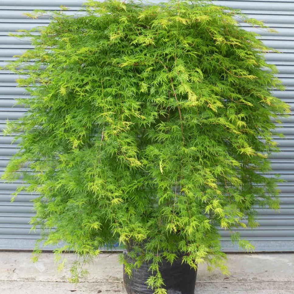 Клен японский Эмеральд Лейс v2 Lav 