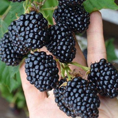 Ежевика Эбони v2 Tim по цене  Ежевика Эбони v2 Tim