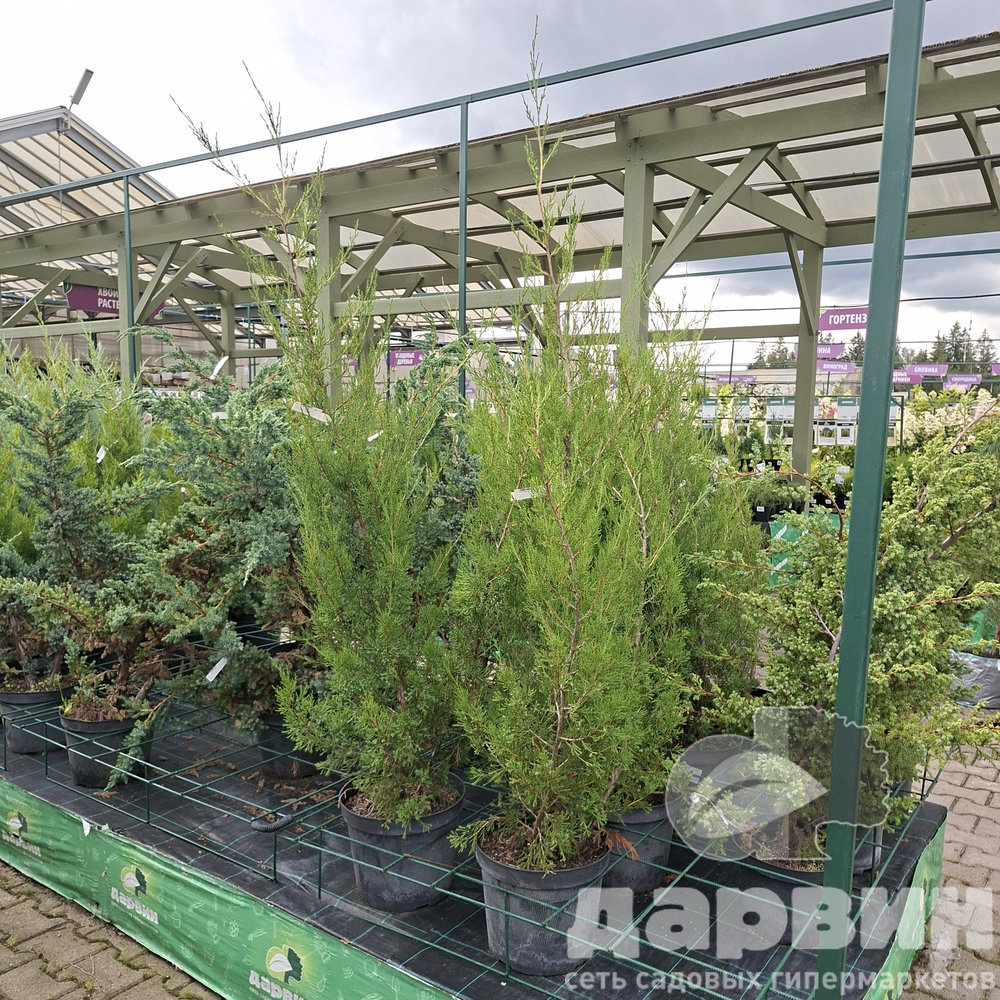 Можжевельник виргинский Канаерти C12 120-140 Bor 