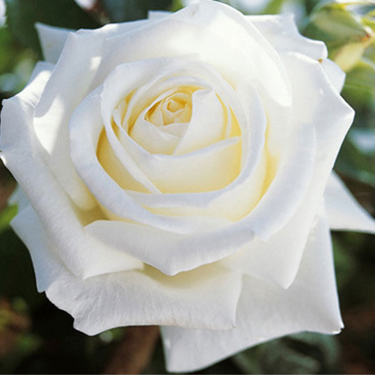 Роза чайно-гибридная Метрополитан, уп. D-1 ltr 