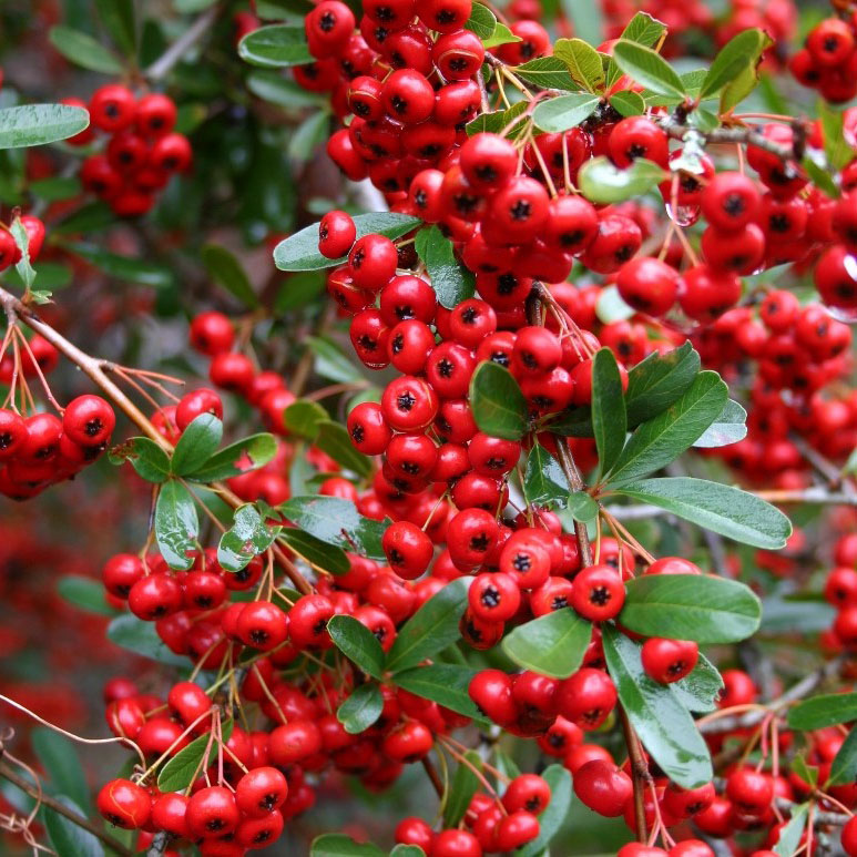 Пираканта Ред Колумн v2 Lav 