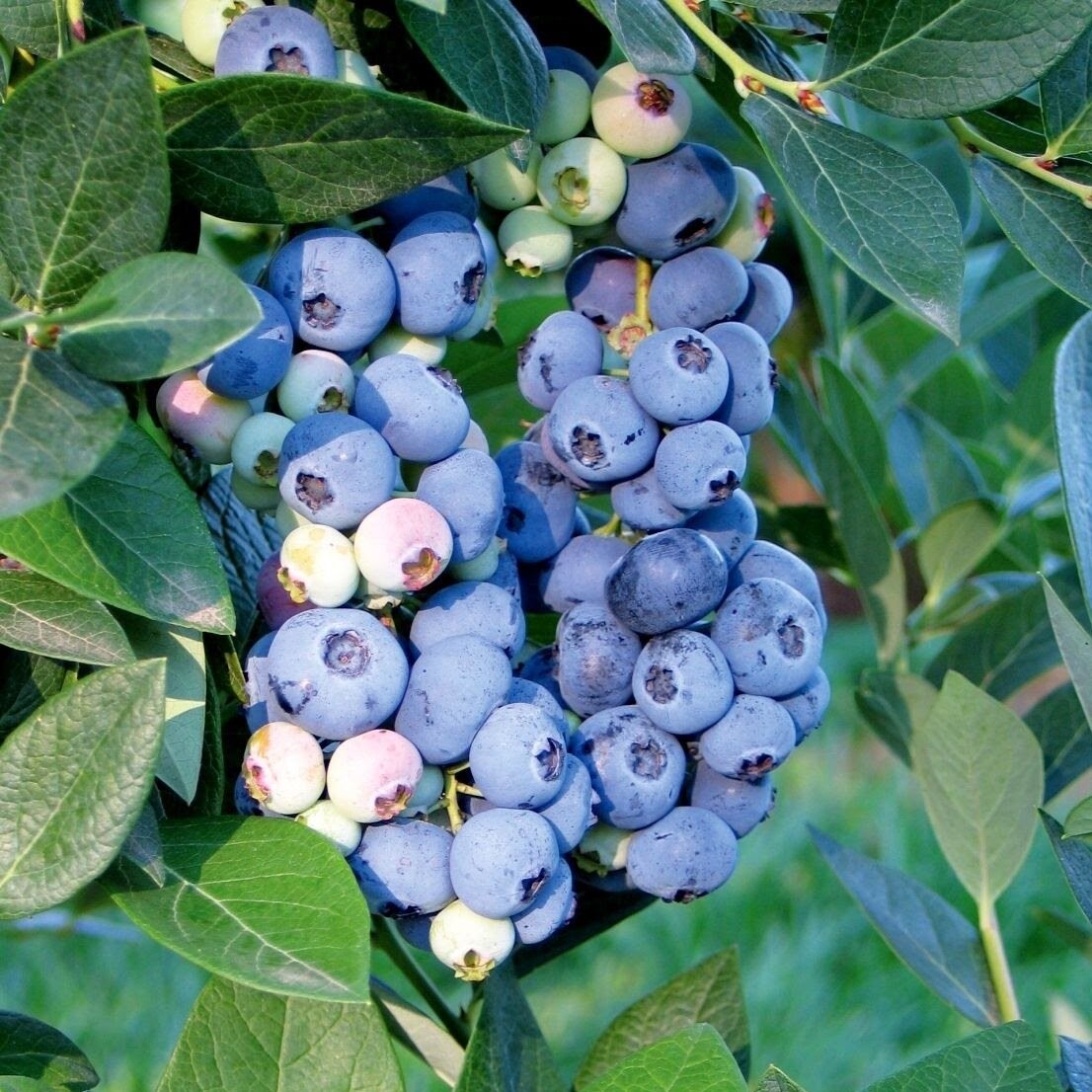 Голубика Аврора v5 