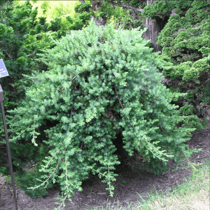 Можжевельник прибрежный Блю Пасифик v2 Lav по цене  Можжевельник прибрежный Блю Пасифик v2 Lav