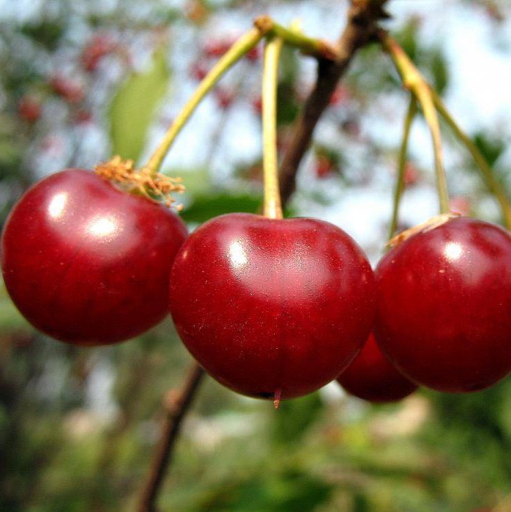 Черешня Память Астахова v7 100-140 Tim 