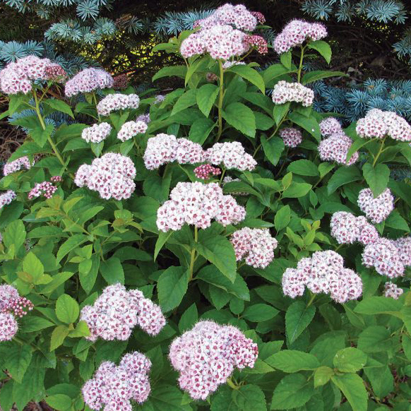 Спирея Фрейча v2 Tim 