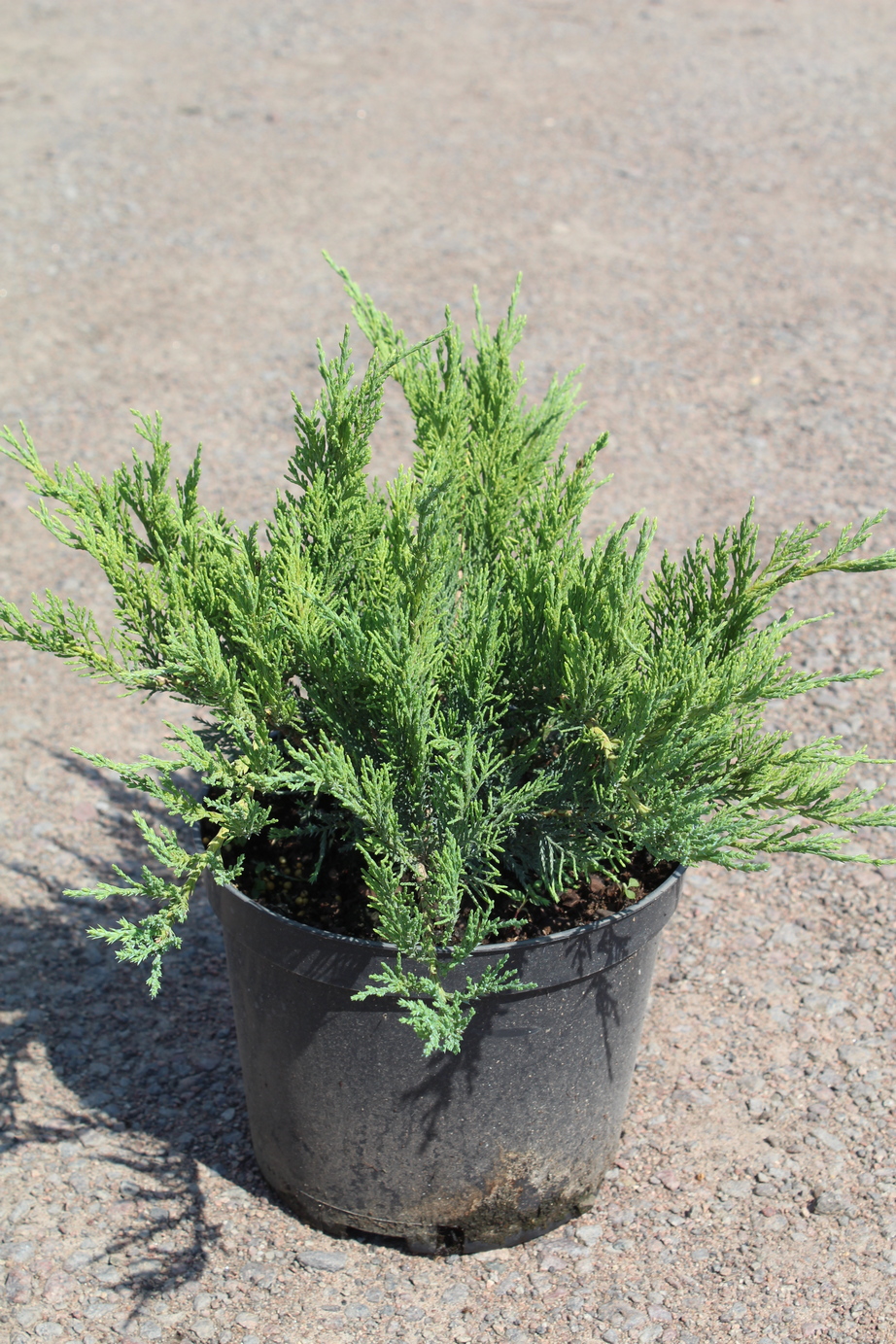 Можжевельник казацкий Глаука v5 40-60 Bor 