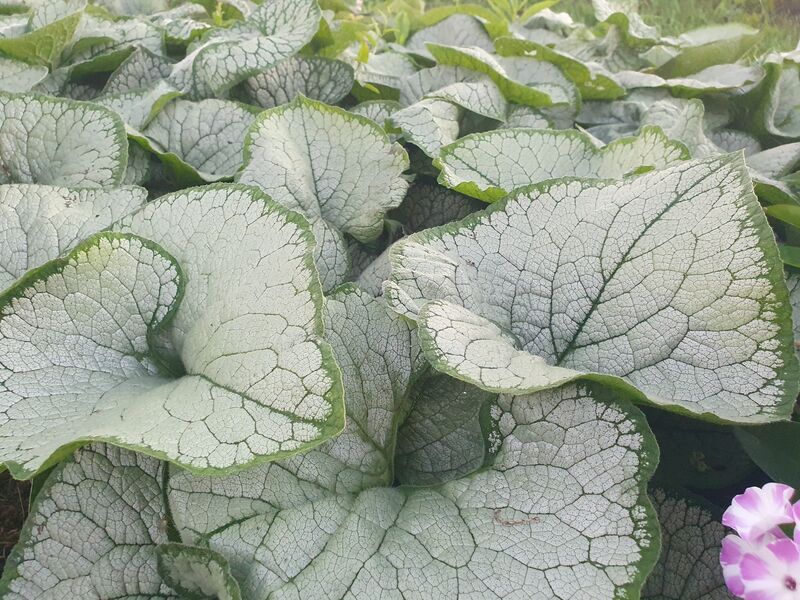 Брунера Сильвер Харт С2 ЦО 