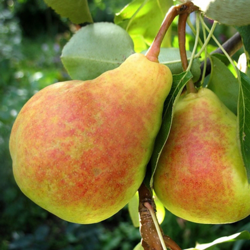 Груша Ранняя Летняя средн v7 100-120 Tim 