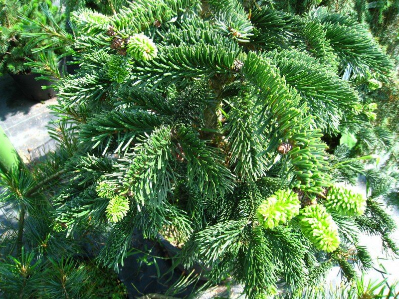 Пихта нордмана Робуста v5 40-51 