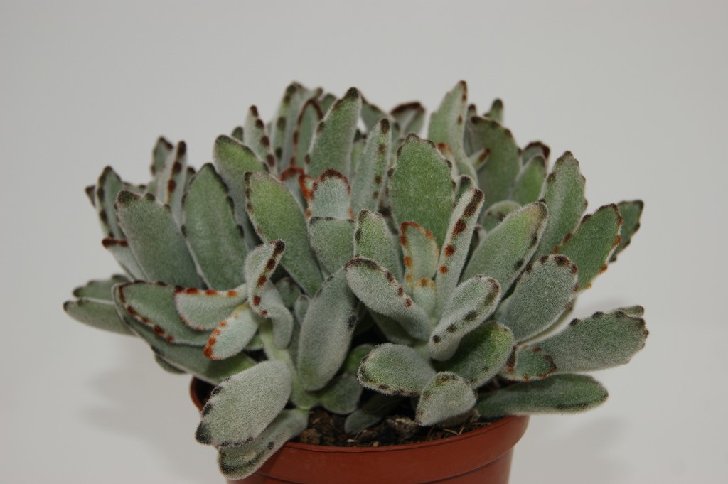 Kalanchoe С†РІРµС‚РѕРє ikea