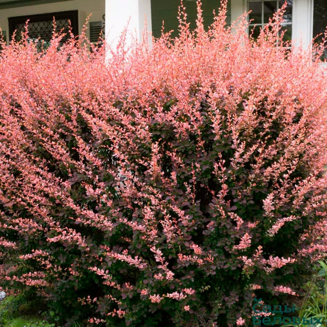 Барбарис тунберга Роуз Глоу v15 30-40 Bor 