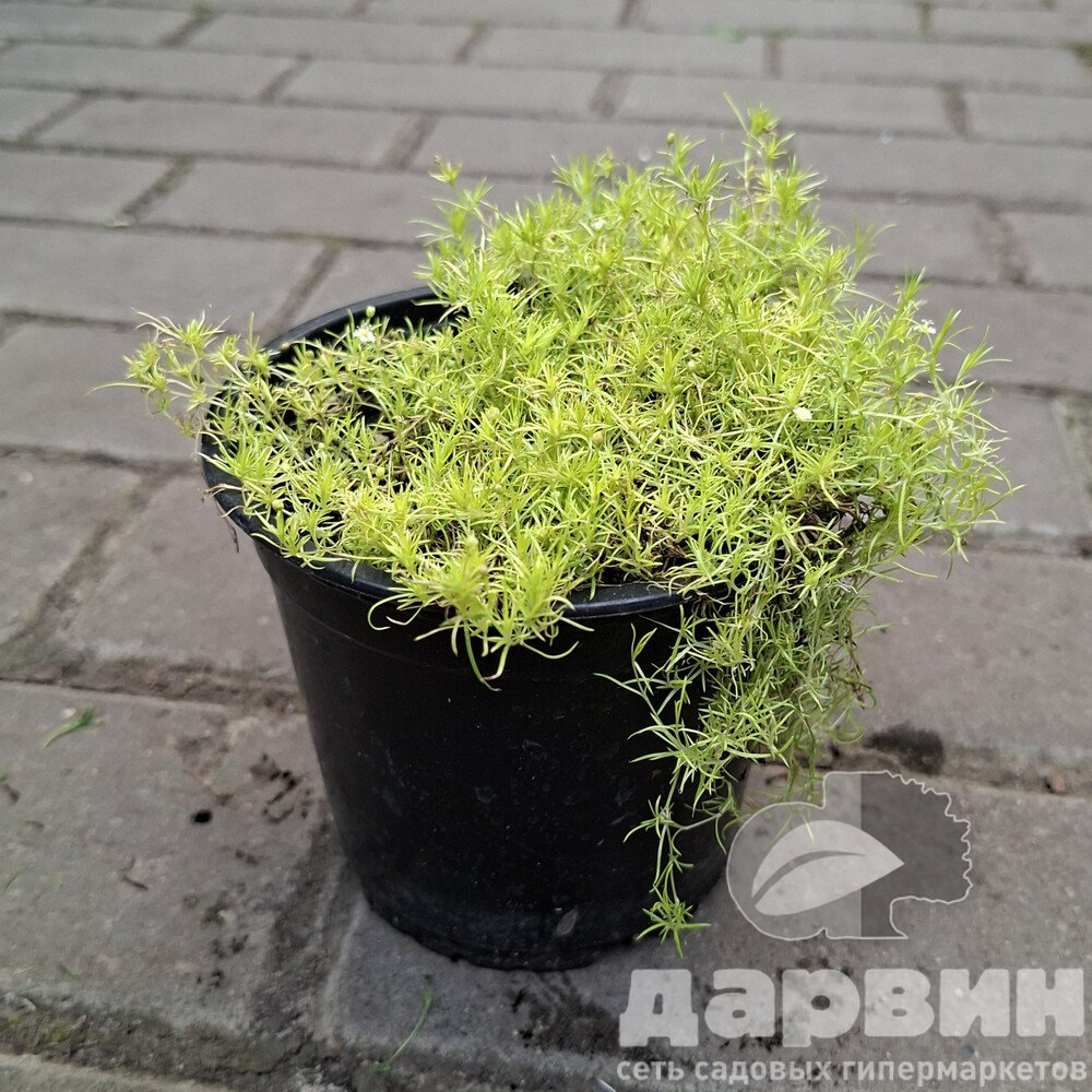 Мшанка Лайм Мосс d11 Tim 