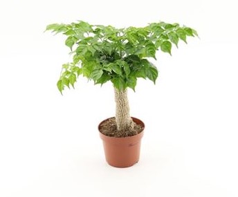 Радермахера синика d12 h30 