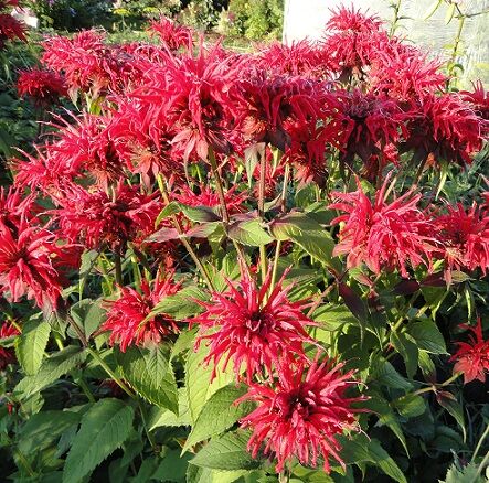 Монарда гибридная Гадэнвью Скарлет, С2, ЦО 