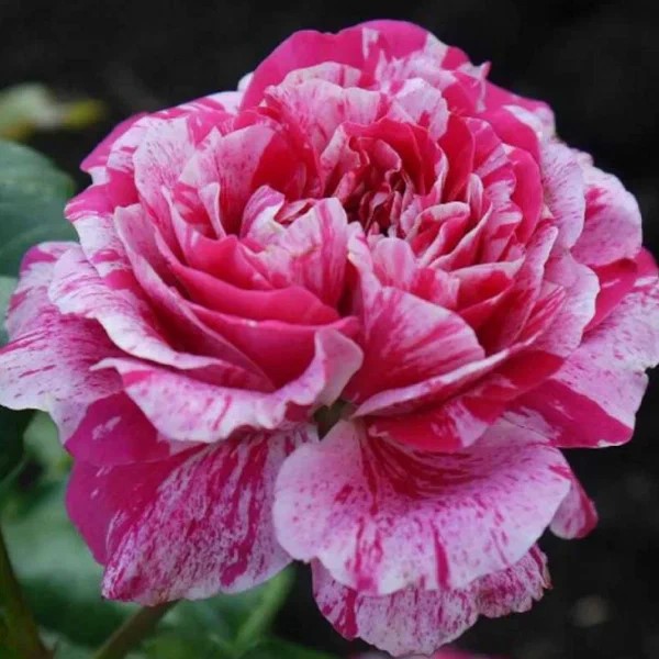 Роза Инес Састр в коробке АФ 