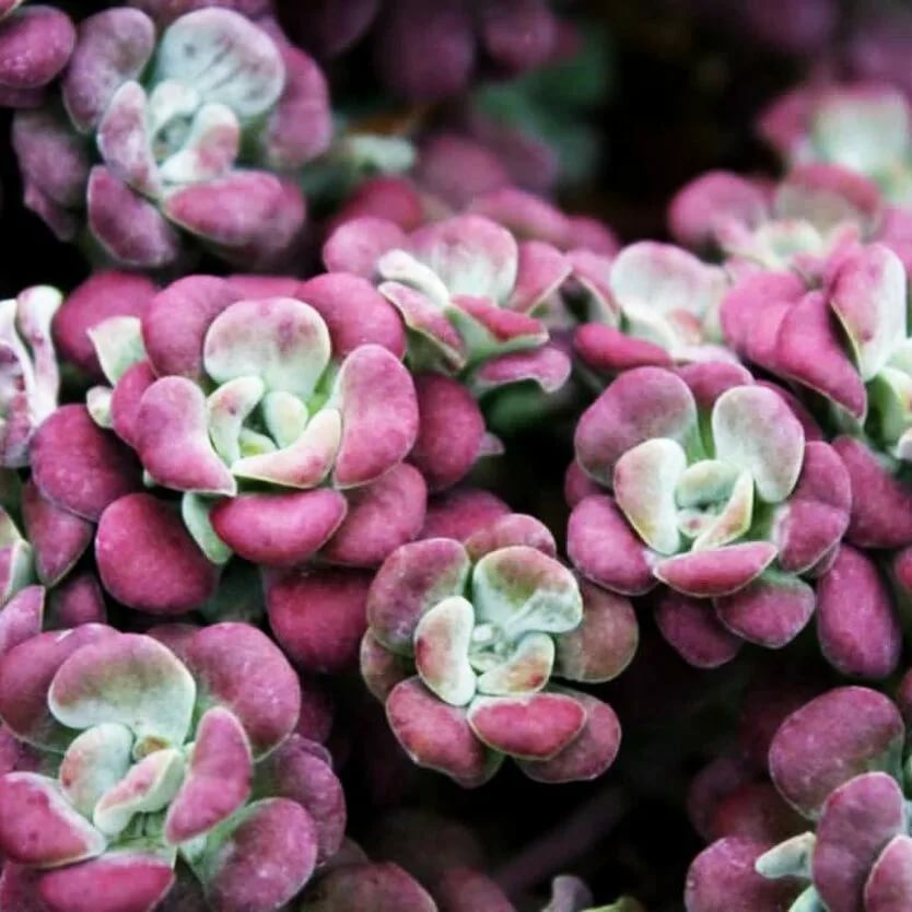 Очиток лапаточнолистный Пурпуреум d10 Lav 