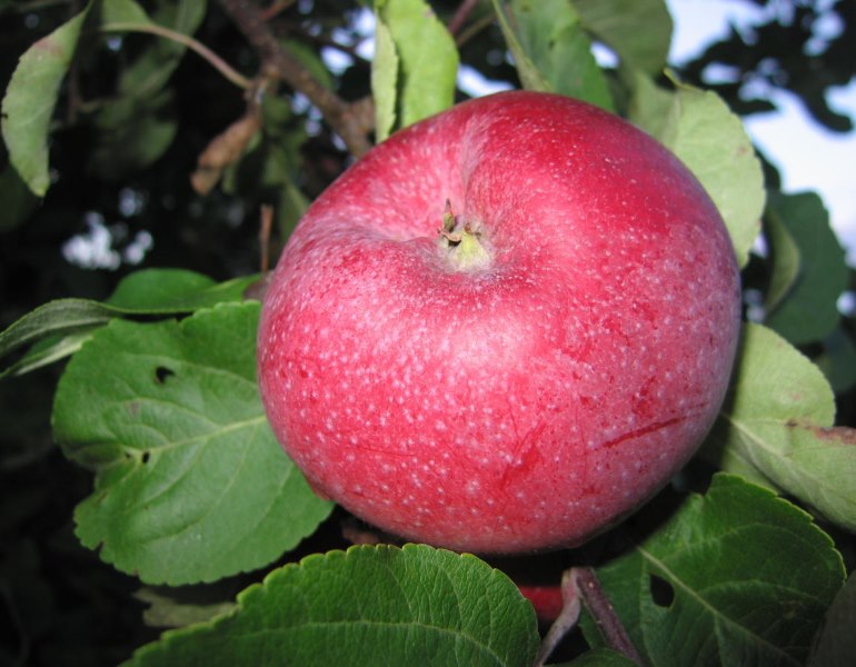 Яблоня Лобо поздн v7 100-140 Tim по цене  Яблоня Лобо поздн v7 100-140 Tim