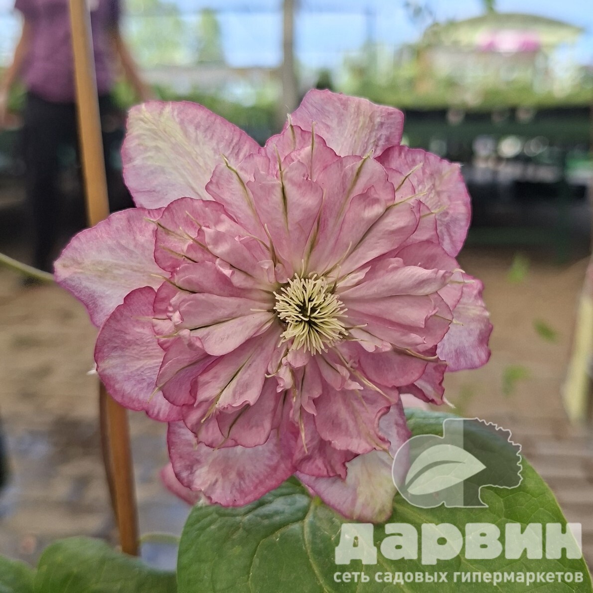 Клематис Инносент гланс v2 CL 