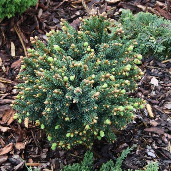 Растение ель обыкновенная Силберкиссен 10-15 KG 