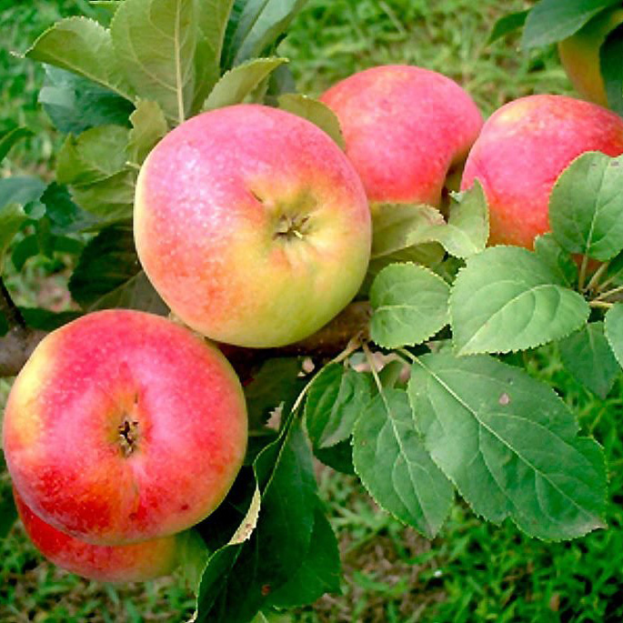 Яблоня Балтика средн v7 100-140 Tim по цене  Яблоня Балтика средн v7 100-140 Tim