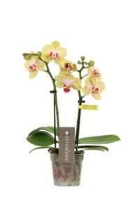 Фаленопсис 2 ст Стелла d7 h25 