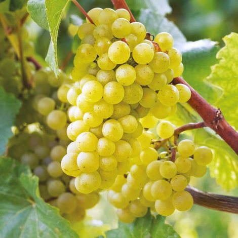 Виноград плодовый Амурский белый, желтый v5 Tim 